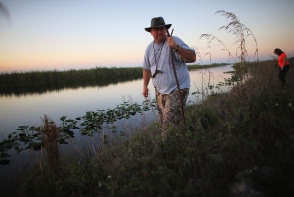 Las serpientes pitones se reproducen prolíficamente.