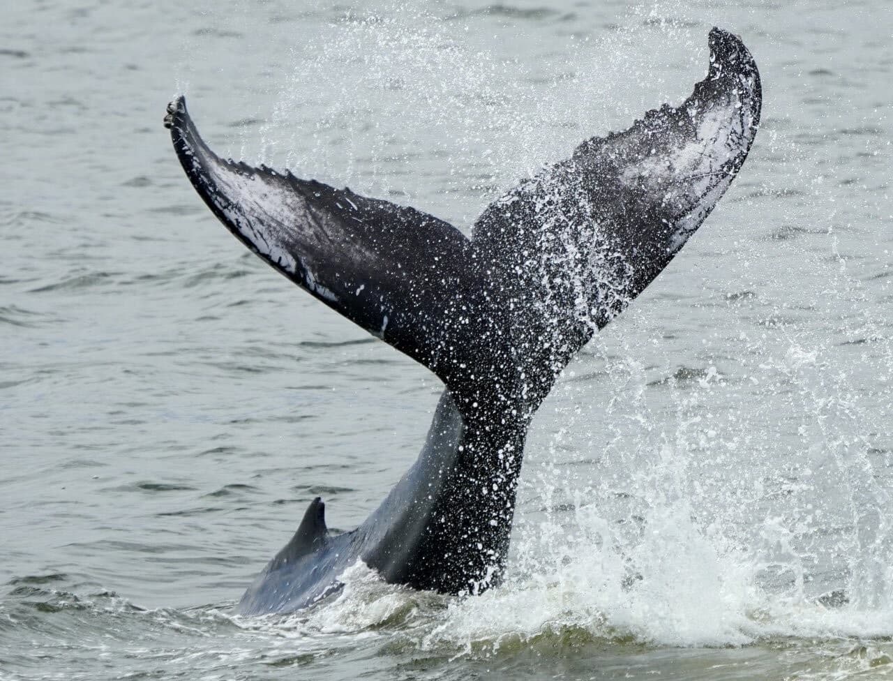 Recientemente, un kayakista tuvo un encuentro con un delfín en las aguas del río Hudson.
<br>