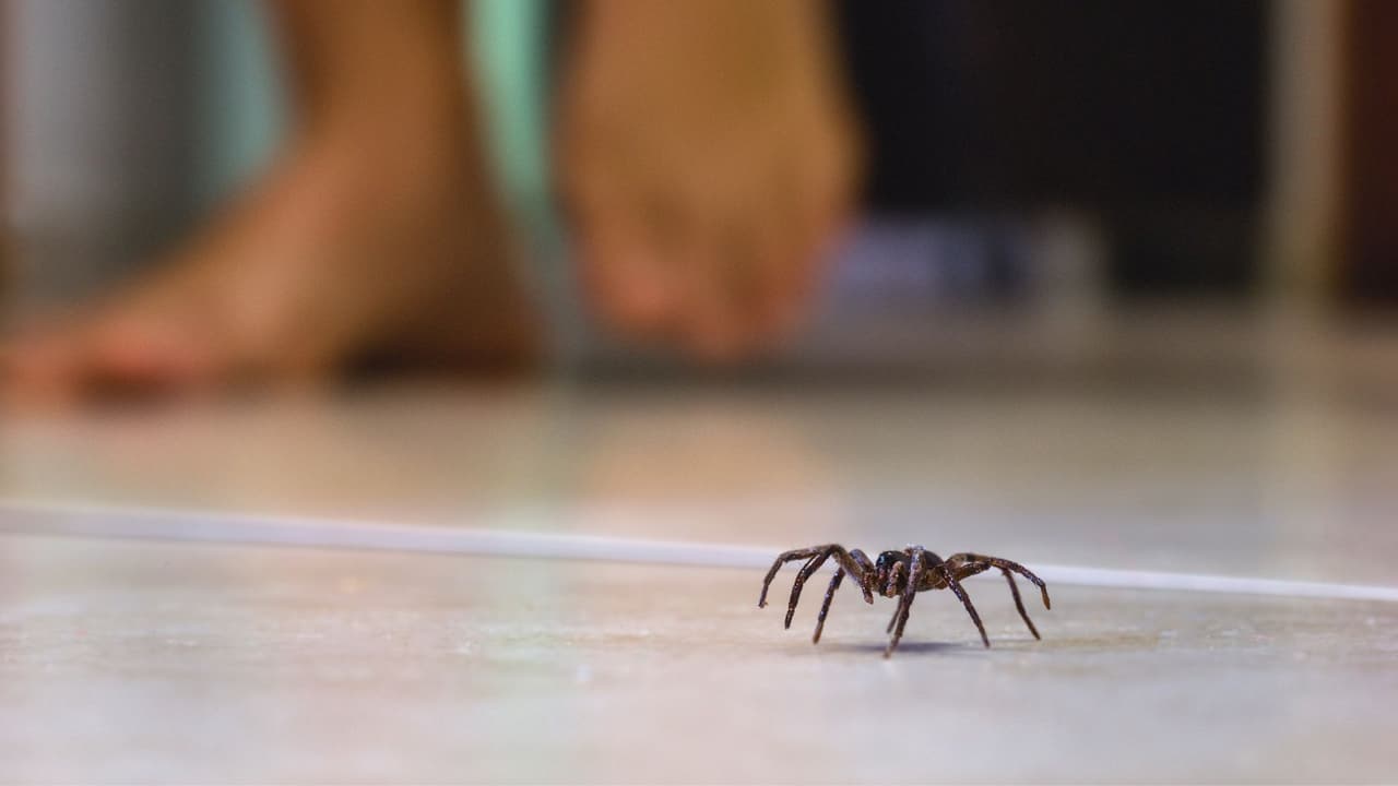 <h3 class="cms-H3-H3">Qué hacer si ocurre una mordedura </h3>
<br>No todas las mordeduras de araña son peligrosas, pero si se sospecha de una viuda negra o una reclusa parda, es importante actuar rápido: 
<br>
<b>Lava</b> la zona con agua y jabón. 
<br>
<b>Aplica</b> compresas frías para reducir la inflamación. 
<br>
<b>Busca </b>atención médica si hay dolor fuerte, fiebre o la herida empeora. 
<br>
<b>Llama</b> al 1-800-222-1222 (Poison Help), una línea gratuita y en español que funciona las 24 horas. 
<br>
<b>En el caso de mascotas</b>, una mordedura de viuda negra puede ser grave, sobre todo en gatos. Si tu perro o gato muestra síntomas como dolor, rigidez o vómito tras un contacto sospechoso, llévalo al veterinario de inmediato.