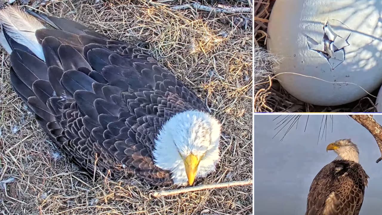 Transmiten en vivo el nacimiento de un águila calva al sur de la Bahía de Tampa 