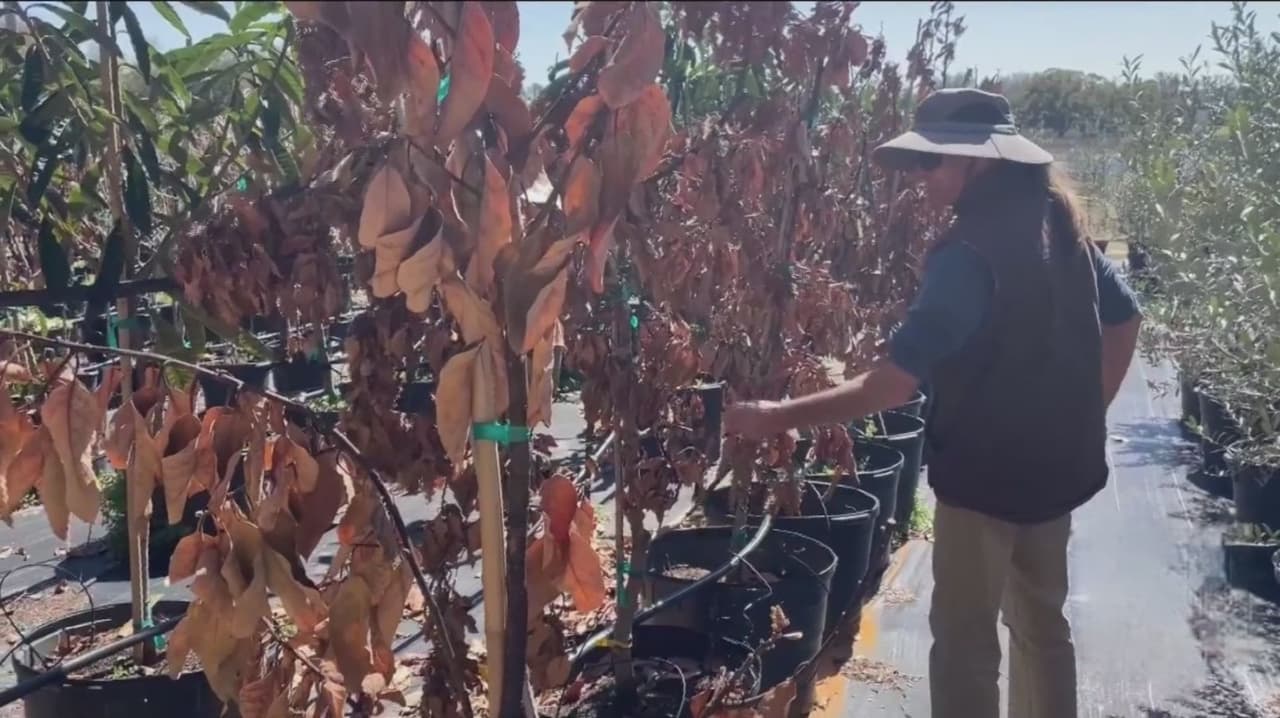 Viveros en Florida pierden millones tras heladas históricas de invierno