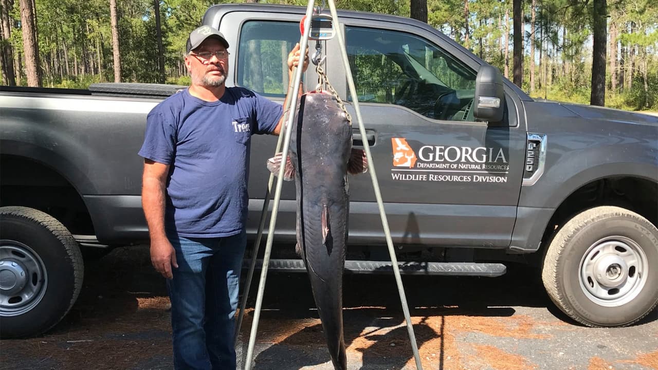 Anteriormente, el récord de bagre de Trone era de 40 libras, por lo que 50 libras superarían esto. Sin embargo, ese número continuaría aumentando una vez capturado y luego pesado en una balanza de 100 libras.