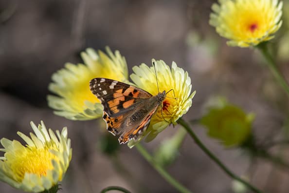 "Es una invasión de mariposas" así relató Diana Alvarado su encuentro con lo que describió como miles de pequeñas mariposas de colores naranjas en el centro de sus alas y pintas negras y blancas en los extremos. (Photo by David McNew/Getty Images)