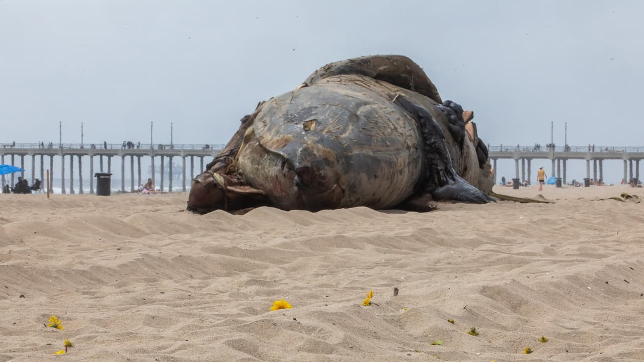 Aunque la ballena parecía saludable, se enviaron muestras para su análisis en laboratorio. Los resultados podrían tardar algunas semanas, según informaron autoridades ambientales.