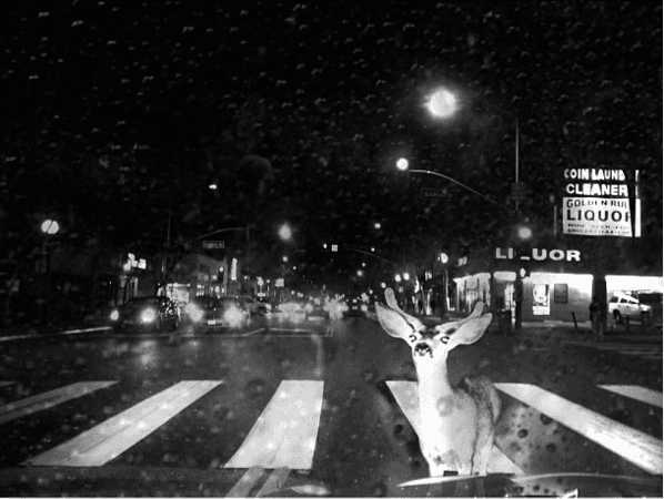 Un venado en la avenida.