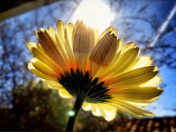Chivo también es un romántico, por eso esta bella flor forma parte de sus fotos.