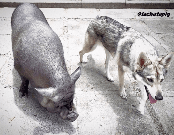 Aquí al lado de un lindo can.