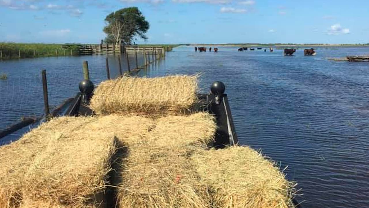 Oficiales alimentan a ganado hambriento que permaneció aislado por las inundaciones que dejó Imelda