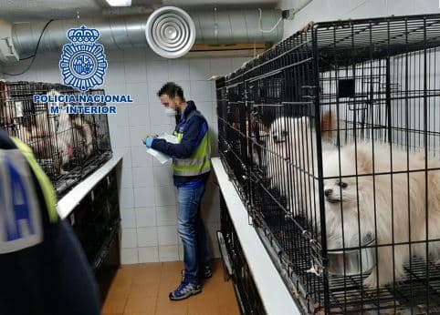 Los perros se encuentran al resguardo de organizaciones protectoras de animales.