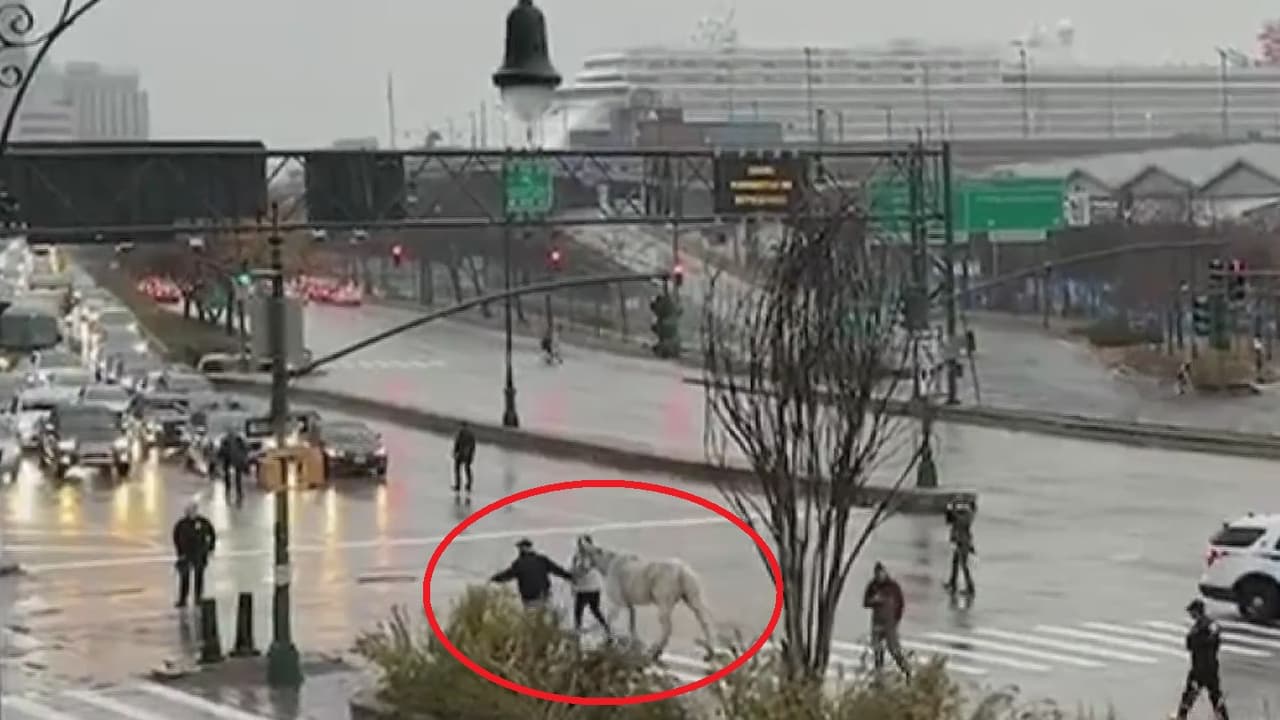 Caballo se suelta de su carruaje y corre por calles de Manhattan; daña cuatro autos