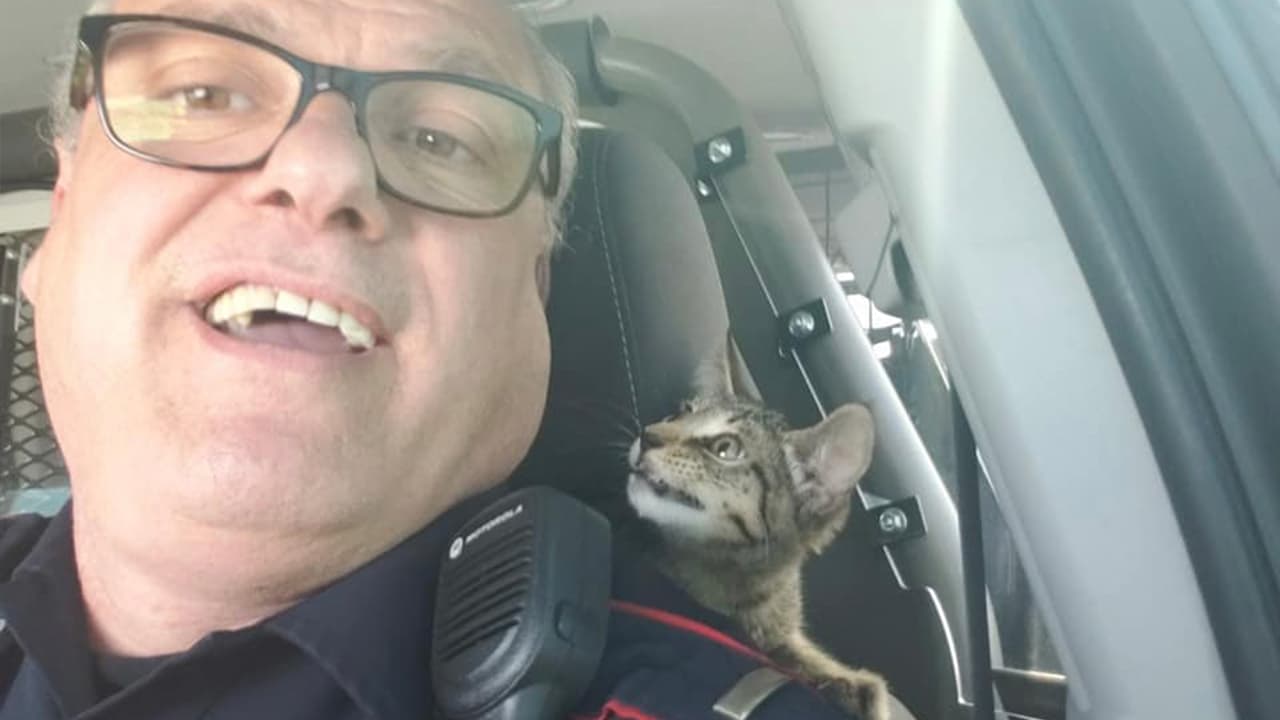 Un gatito fue rescatado por un oficial del
<a href="https://twitter.com/Pct4Constable/status/1407364080986435599" target="_blank">precinto cuatro del condado Harris</a>.