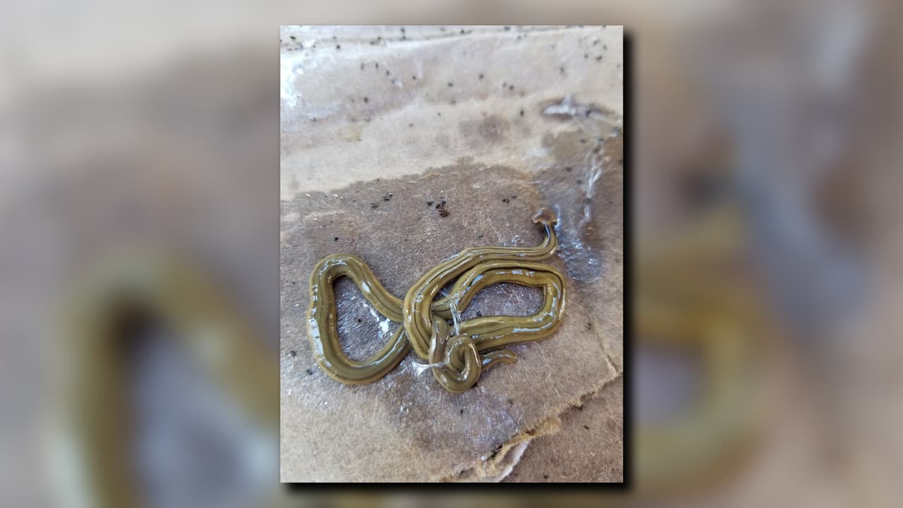 Investigadores de la 
<a href="https://www.uga.edu/" target="_blank">Universidad de Georgia </a>advierten de la aparición de una especie invasora de lombrices llamadas 
<a href="https://www.univision.com/local/houston-kxln/advierten-sobre-invasion-de-gusanos-planos-cabeza-de-martillo-en-houston-video">“Cabeza de martillo”</a> que son parecidas a una serpiente.