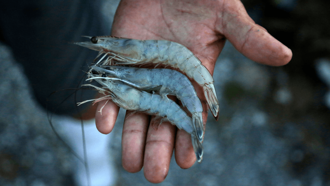 <h2 class="cms-H2-H2">Crustáceos</h2>
<br>Ya sean vivos o crudos, no puedes pasar con ellos.