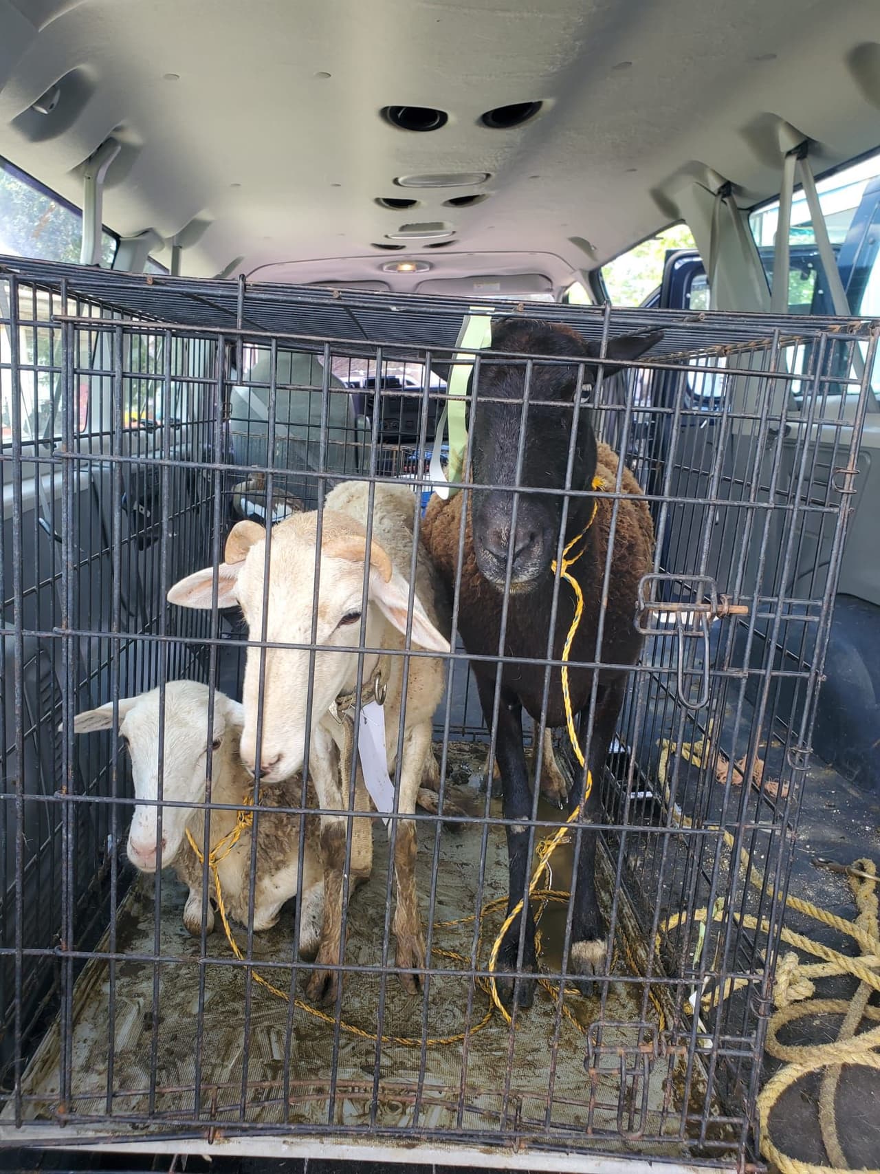 La investigación que condujo al operativo reveló la venta ilegal de animales, lo que podría llevar a la dueña del criadero a enfrentar cargos criminales.