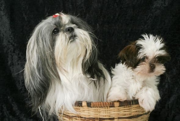Shih Tzu. Aunque en el mundo occidental fueron poco conocidos hasta el siglo XX, eran los favoritos de la dinastía Ming (China).