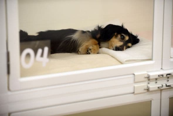 En Japón la esperanza de vida de perros y gatos se está alargando gracias al cuidado de sus dueños.