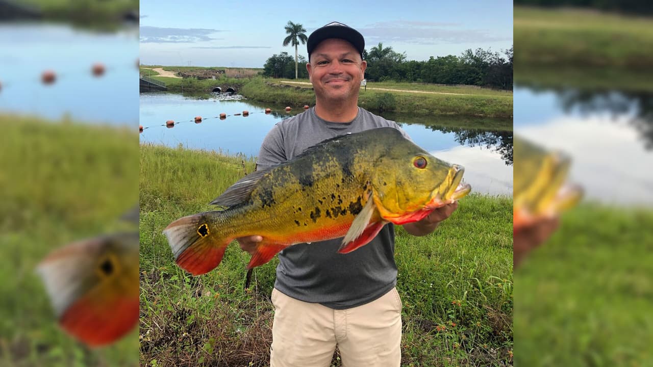 Hombre de Hialeah captura un gigantesco pavón mariposa y rompe el récord de pesca en Florida