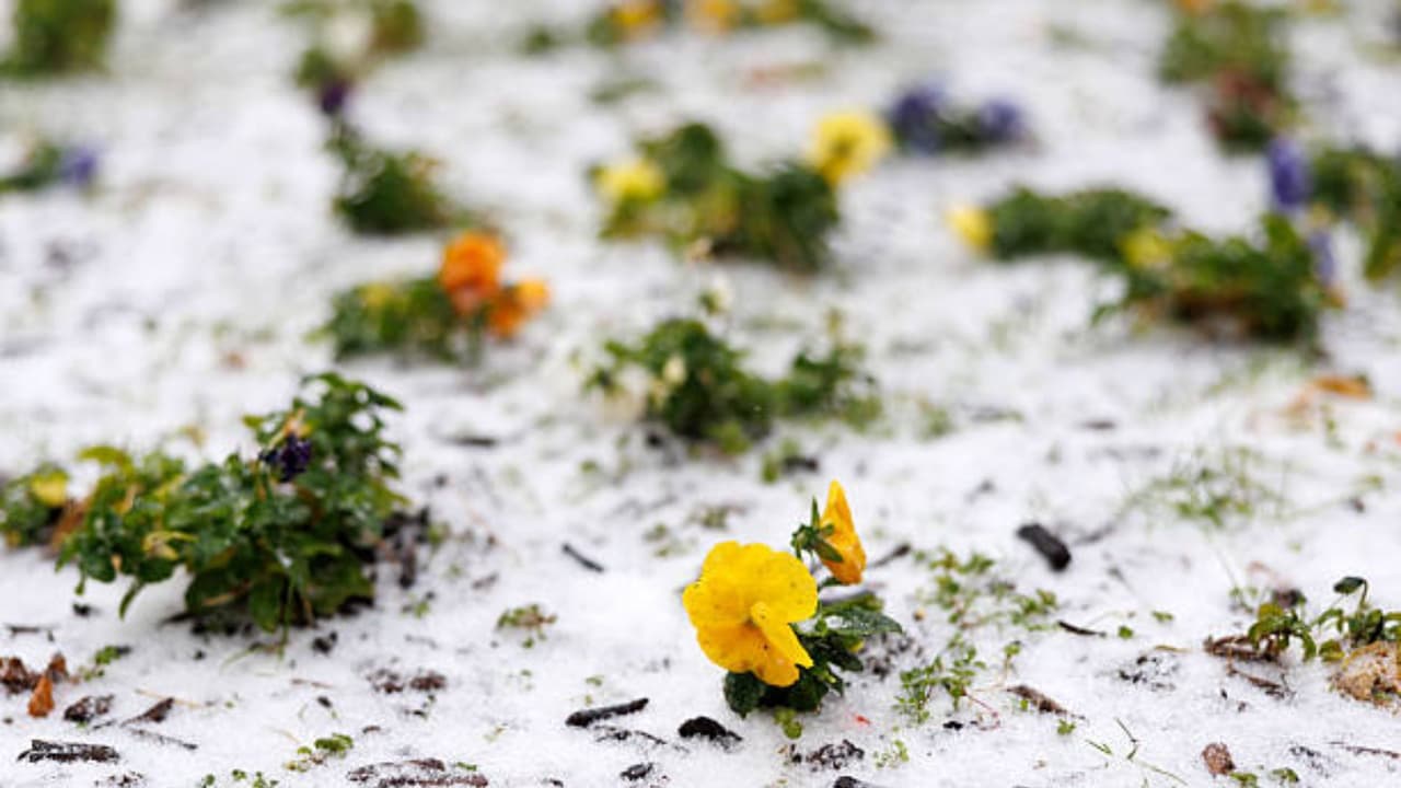 Tampa enfrenta frío inusual y posible caída de copos de nieve