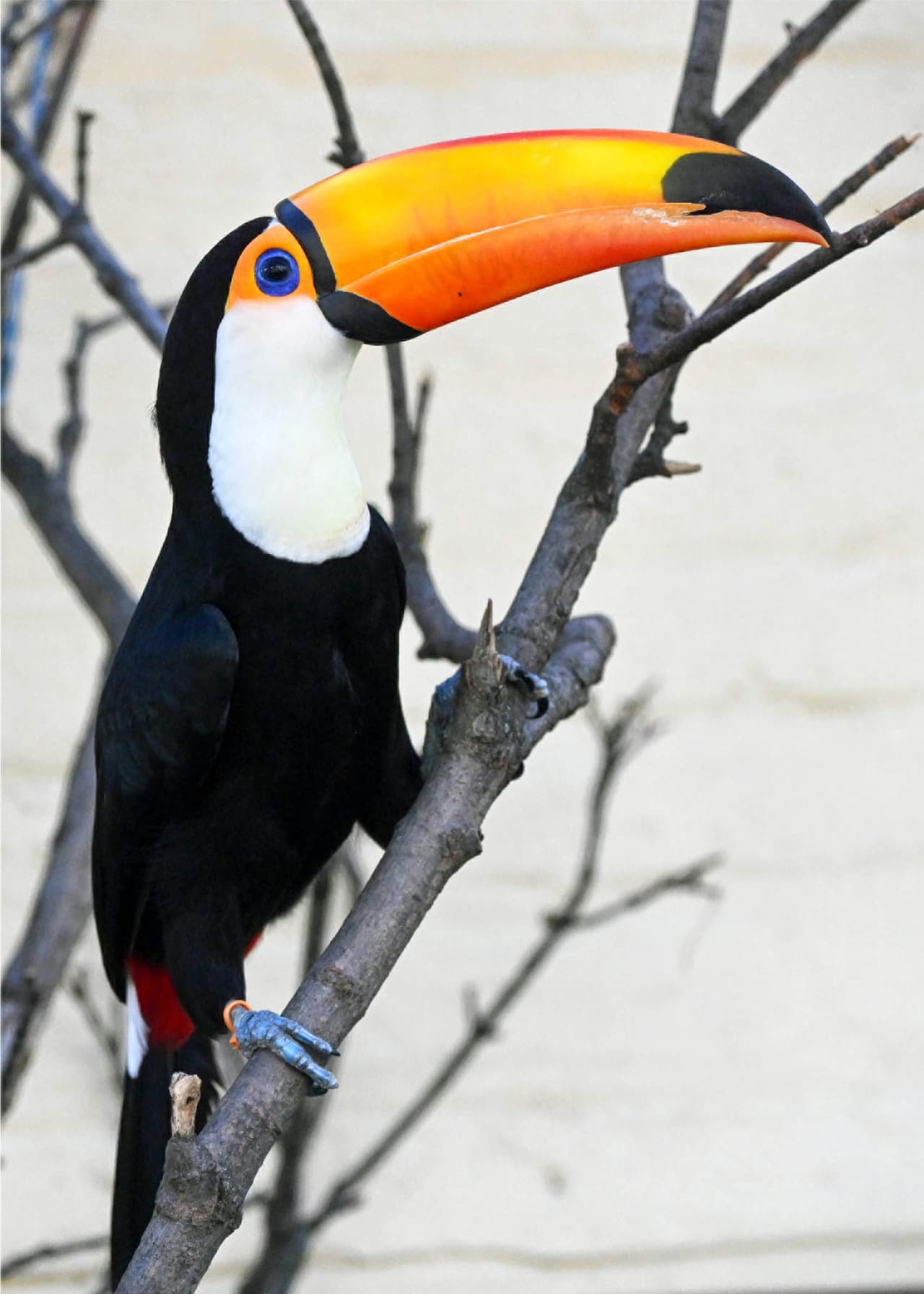 Otro Tucán en el hábitar que han dispuesto para las aves.