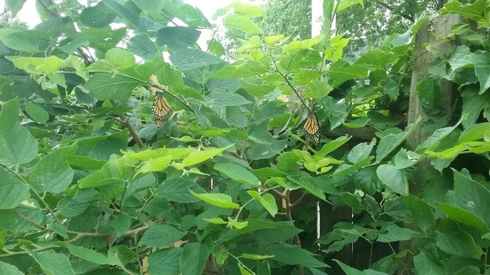 El área donde se encuentra este vibrante jardín comunitario llamado "El paseo" alguna vez fue un terreno abandonado al oeste de Chicago. Sin embargo, hoy en día es un lugar donde personas de todas las edades conviven, aprenden y cosechan sus propios alimentos.