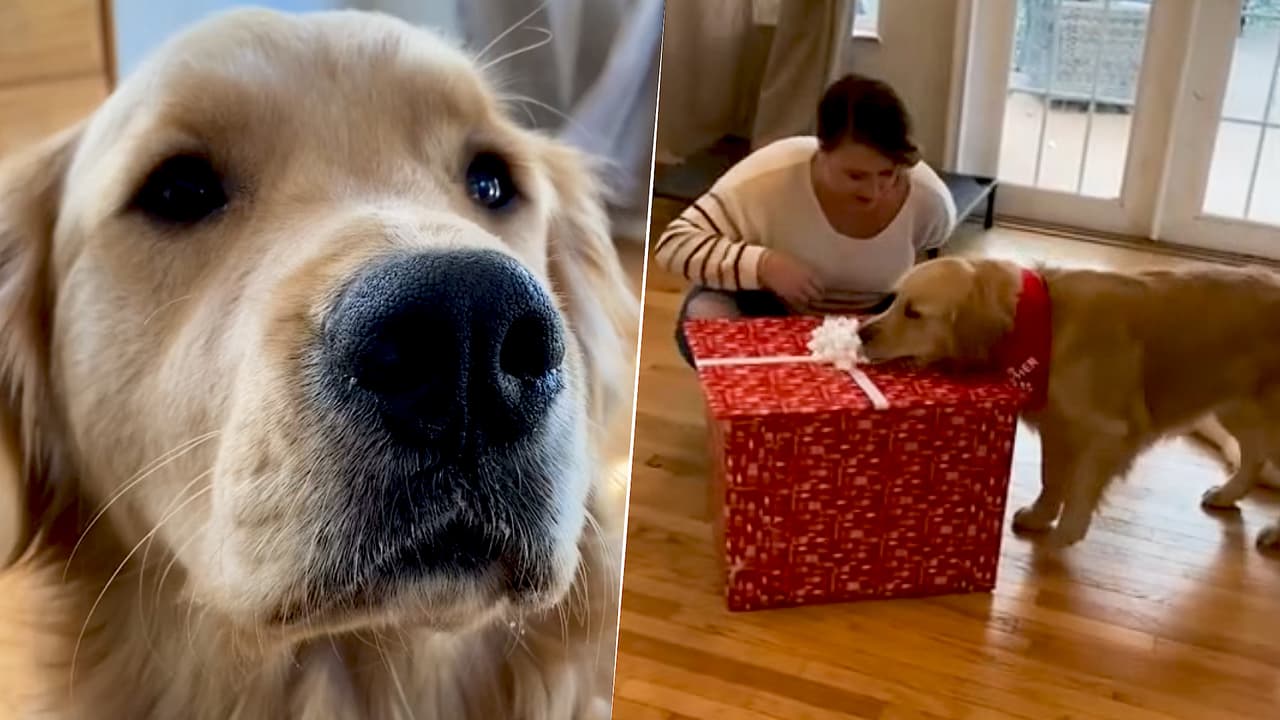 Este perro estaba muy emocionado por abrir su regalo: recibió la sorpresa más adorable