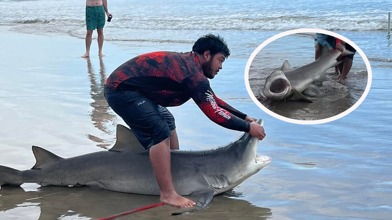 Las imágenes 
<b><a href="https://www.univision.com/local/houston-kxln/tiburon-playa-costa-texas-houston-fotos" target="_blank">del escualo</a></b> fueron captadas por Stevie Jo Tipton que pasaba por la playa en Surfside, las compartió en sus redes sociales y se hicieron virales.