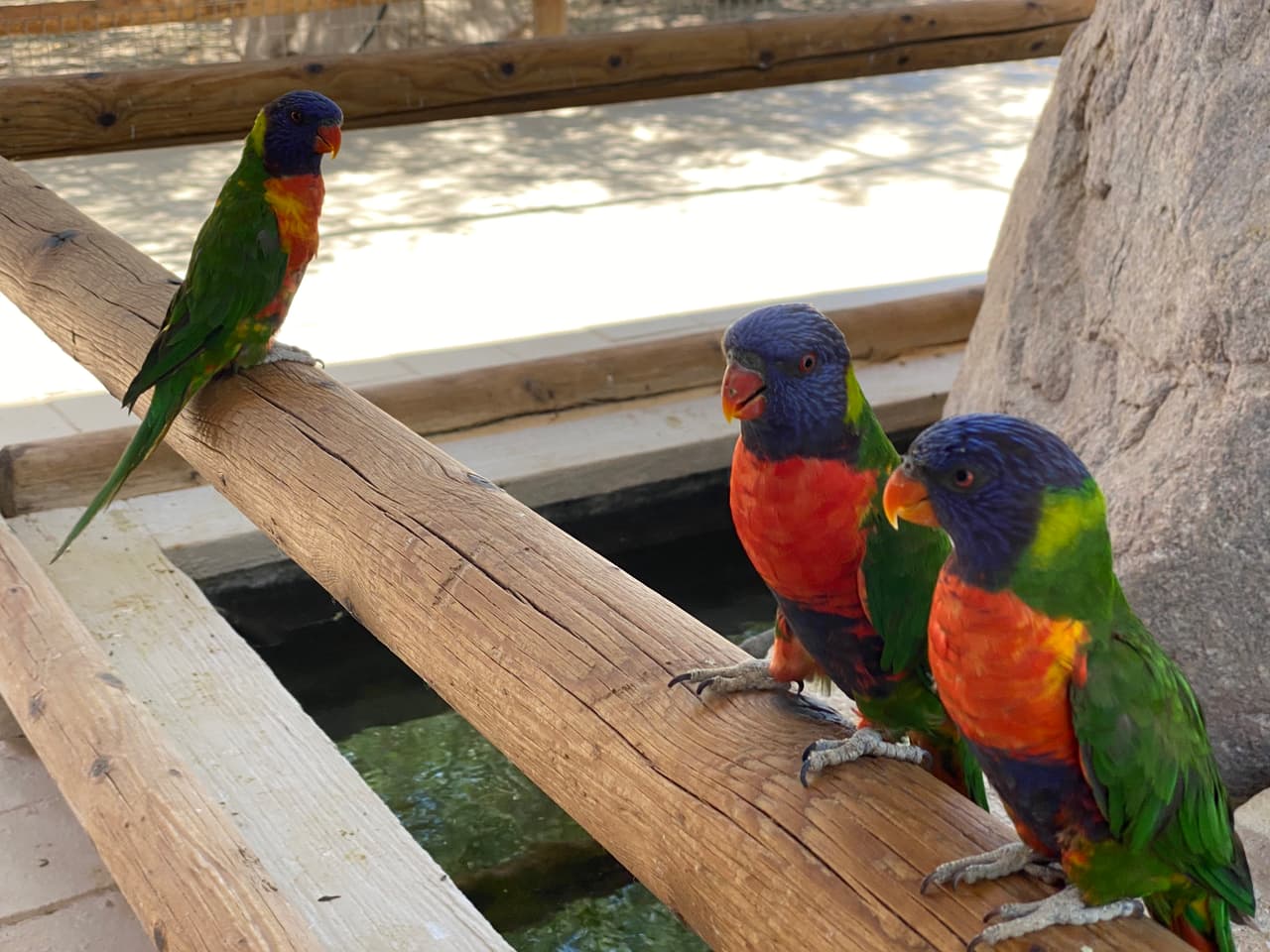 Loros y pajaros tienen un espacio cubierto del calor y con agua.