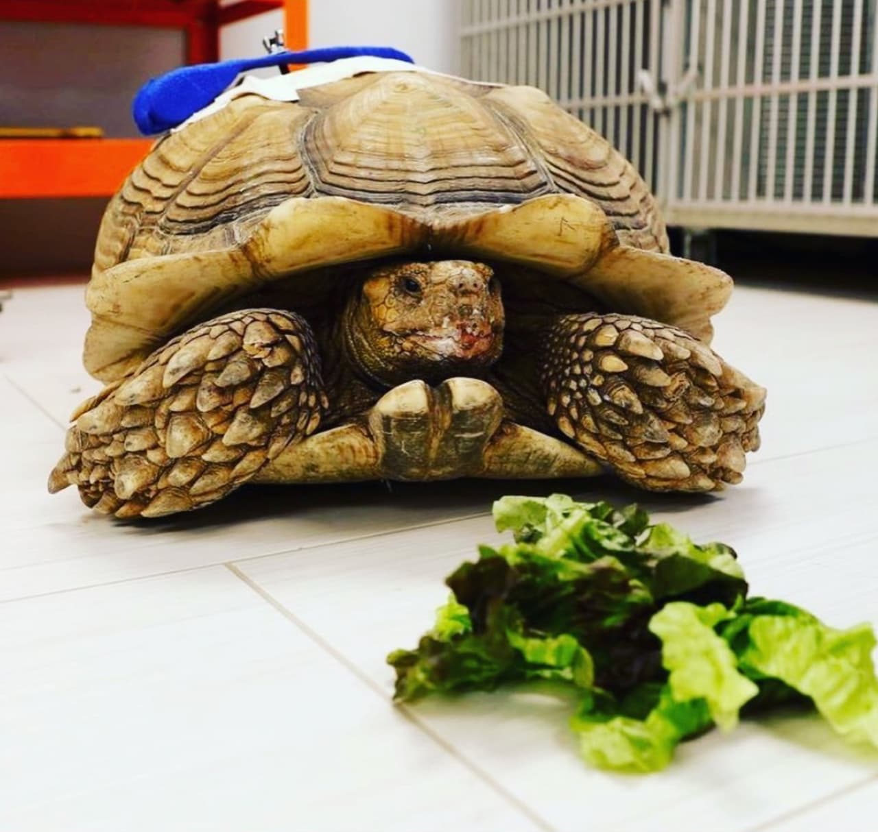 'Michelangelo', la mascota de un jardín de niños en San José, se recuperar tras 
<a href="https://www.univision.com/local/san-francisco-kdtv/indigente-apunala-a-tortuga-en-jardin-de-ninos-de-san-jose">ser apuñalada por un indigente</a> de la ciudad el pasado fin de semana.