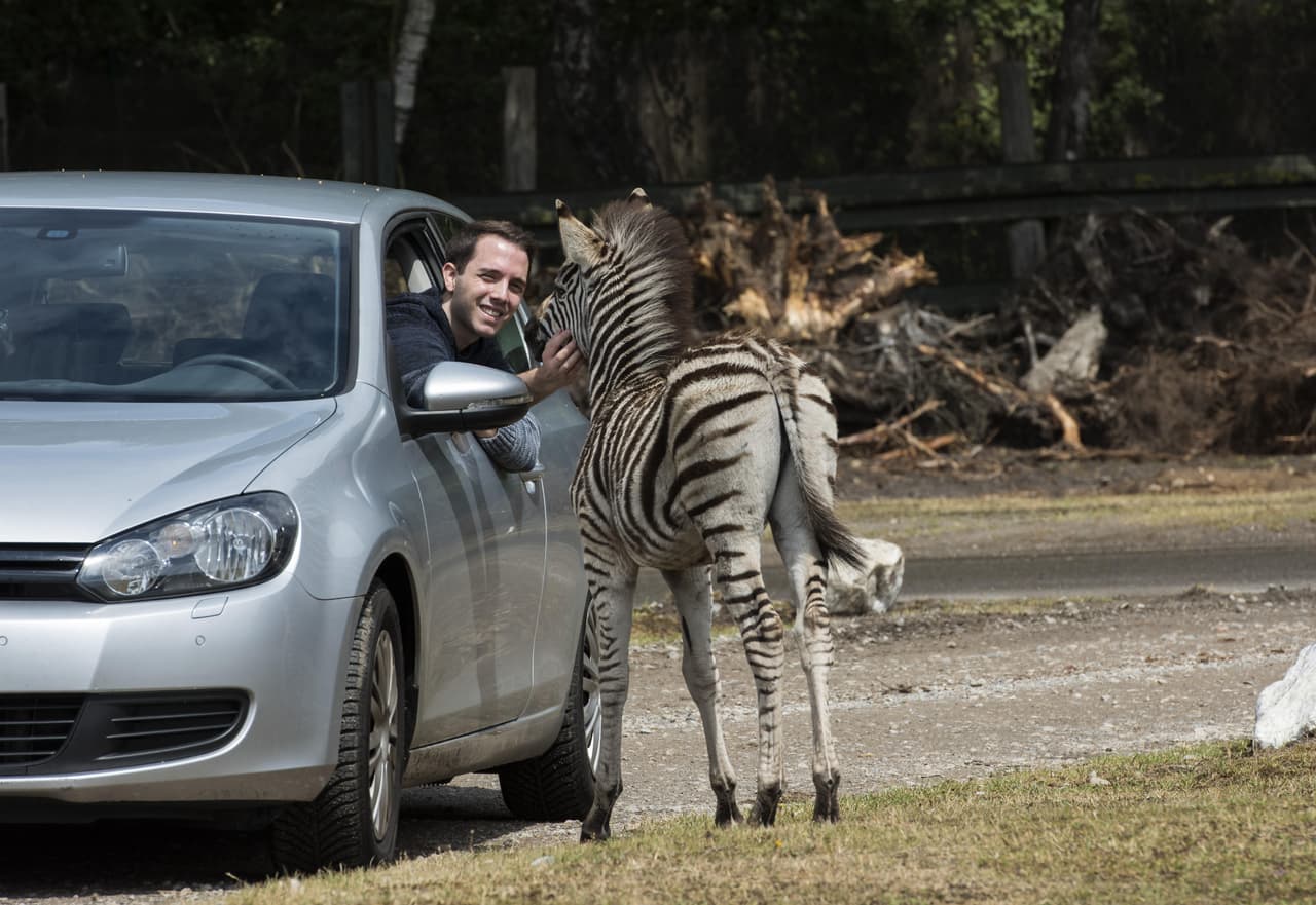 Una cebra muy alegre se acercó a su auto, así que él inmediatamente aprovechó para tomar su teléfono.