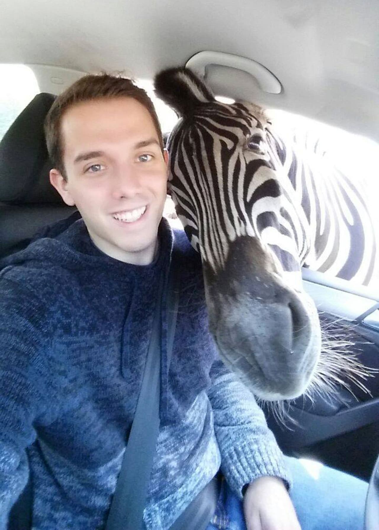 ¡Pero cuando lo hizo, la cebra volvió a saludarlo como buenos amigos y posaron para más fotos!