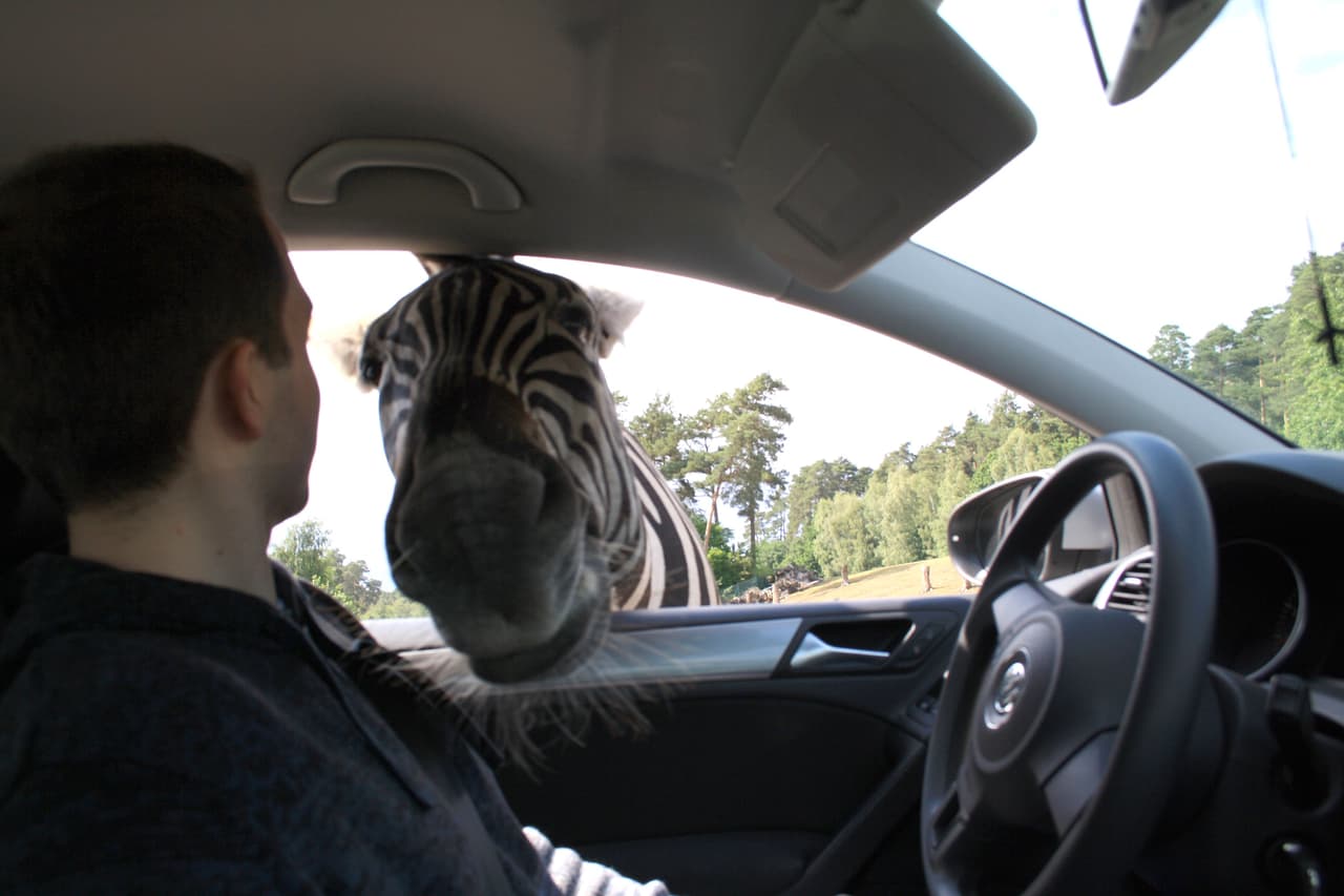 Malte Woestefeld, de 24 años, hizo un amigo muy rayado.
