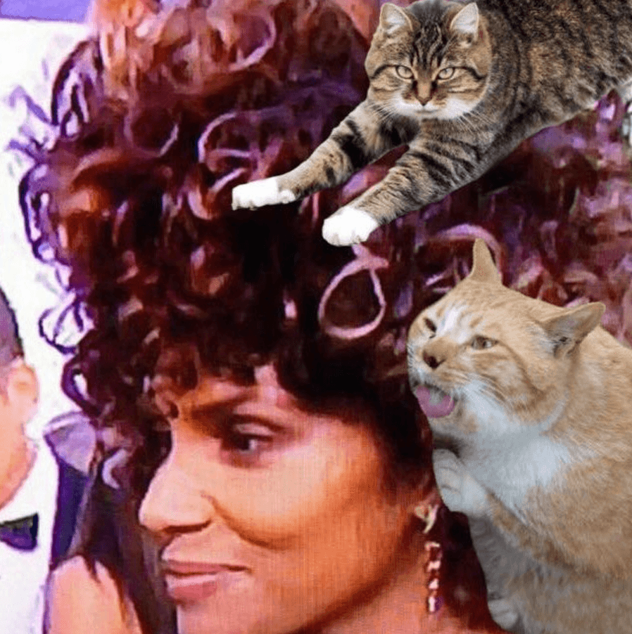 Otros sugirieron que varios gatos actuaron como sus estilistas.