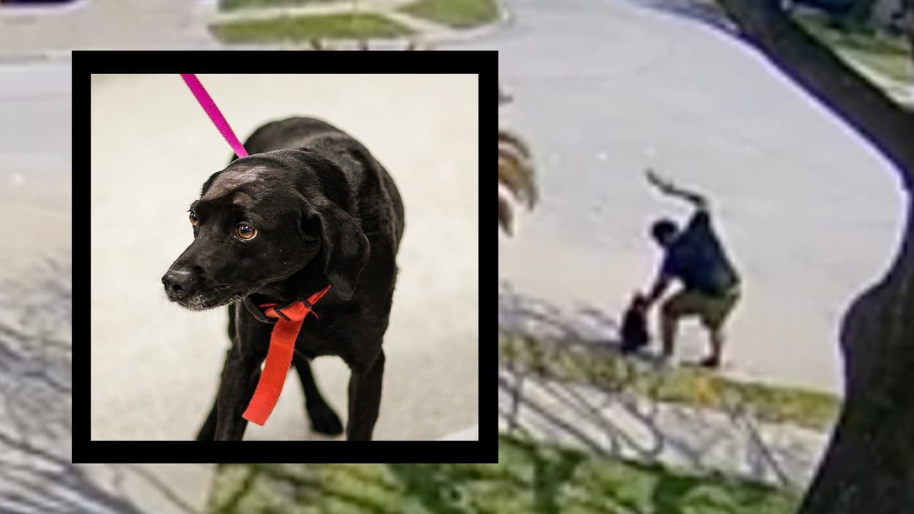 “No ladres”: decía a su perro mientras lo golpeaba más de 20 veces, ahora podría enfrentar cargos