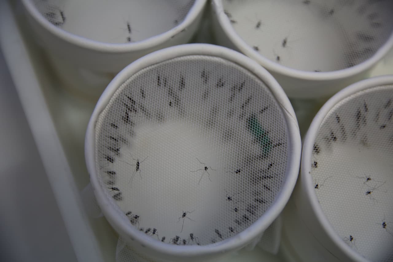 Confirman caso de malaria en Puerto Rico 