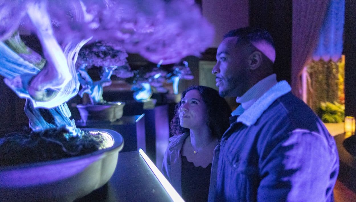 Observa Bonsais de 150 a 380 años que brillan bajo luz negra