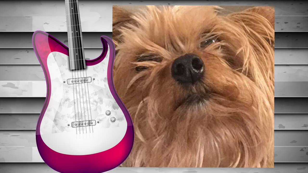 El perrito de Diana Reyes es toda una monería. Este yorkshire terrier tiene su propia cuenta de Instagram (@soyjalapeno) y acompaña a la cantante a todas partes. Aunque aún no cuenta con muchos seguidores, sólo unos 200, creemos que pronto tendrá star status. Isn't he the cutest?
