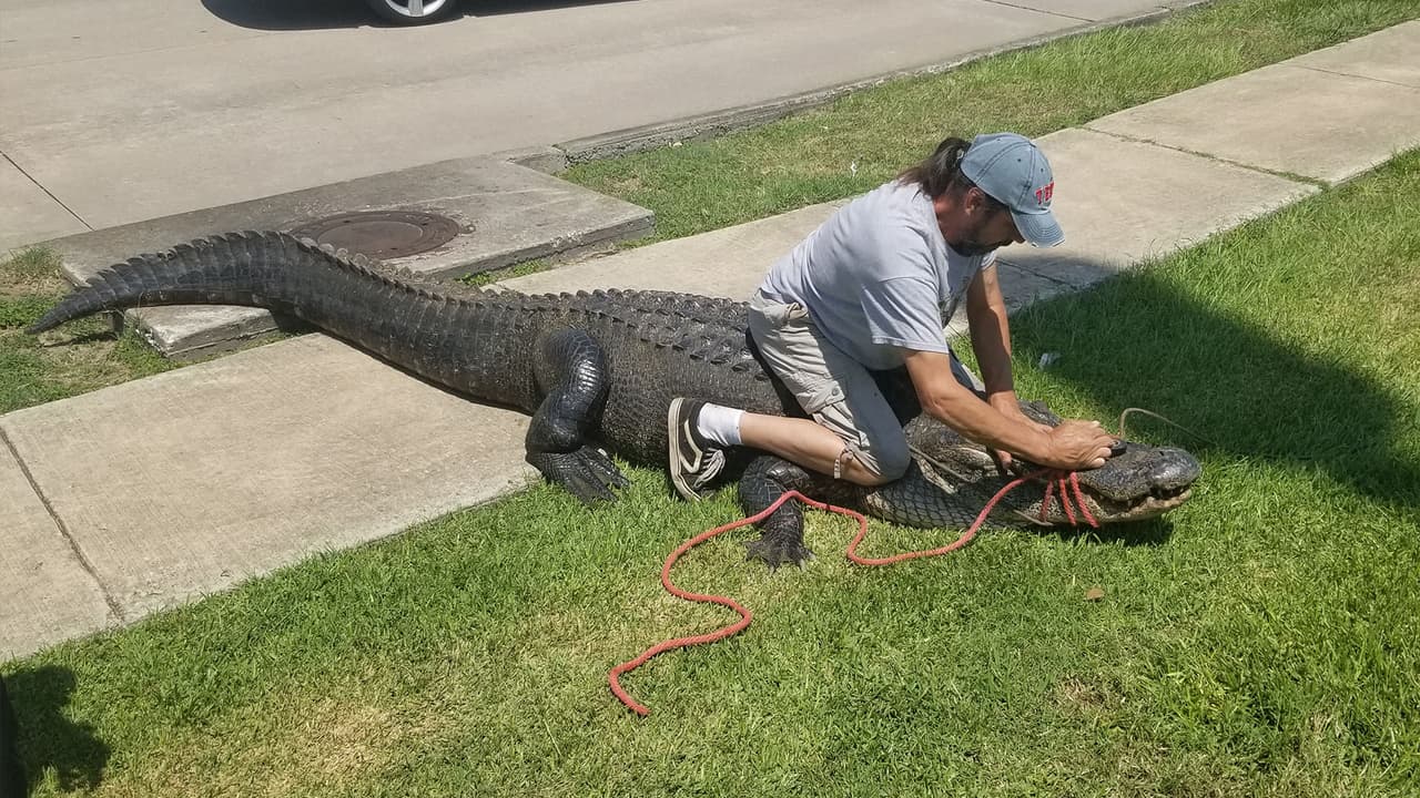 Autoridades de La Porte le amarraron la mandíbula para subirlo a una plataforma y poderlo llevar a la localidad de Sheldon, Texas.