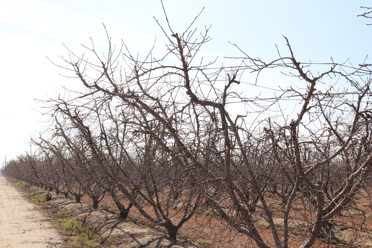 Desde mediados de febrero hasta mediados de marzo florecen los árboles frutales. Es un tiempo breve, pero no menos importante, ya que en estas semanas ocurren los procesos de polinización, fecundación, formación de semillas e inicio del crecimiento del fruto.
