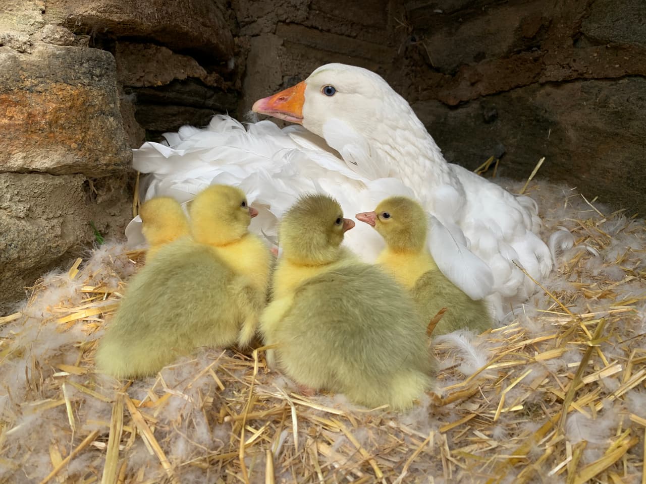 <b>Gansos Sebastopol:</b>
<br>Los gansos de Sebastopol también tuvieron seis huevos para incubar en abril. Los gansos de Sebastopol son una raza doméstica de ganso, originaria de Europa, y popular a partir de la década de 1860. Al igual que otras razas domésticas, descienden del ganso silvestre de ganso silvestre nativo de Europa. Tienen notables y hermosas plumas largas, rizadas y blancas y ojos azules brillantes.
<br>