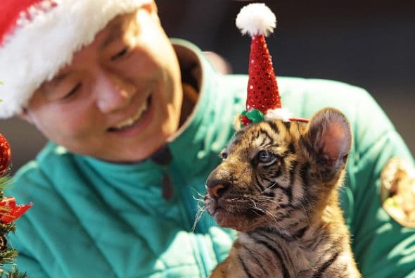 Un tigre hembra de tres meses llamada Jangbori está lista para celebrar la Navidad en el parque de atracciones de Everland en Corea del Sur.