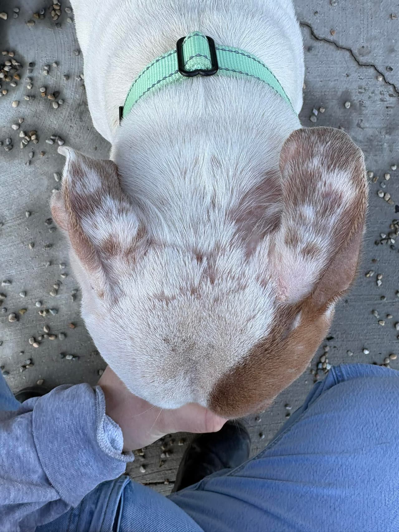 De acuerdo con relatos publicados por la fundación que la atiende, Lemon es una perra tímida y temerosa. Uno de los episodios más reveladores ocurrió durante el rescate: la primera vez que los agentes entraron al sótano, 
<b>Lemon estaba suelta; minutos después, había desaparecido</b>.