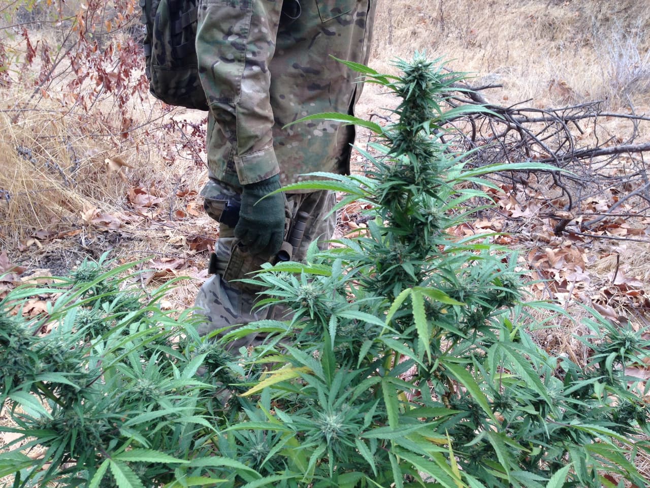 Algo común de los sembradores de los carteles es distribuir las plantas de cannabis bajo árboles frondosos y en distintos plantíos para evitar ser detectados.