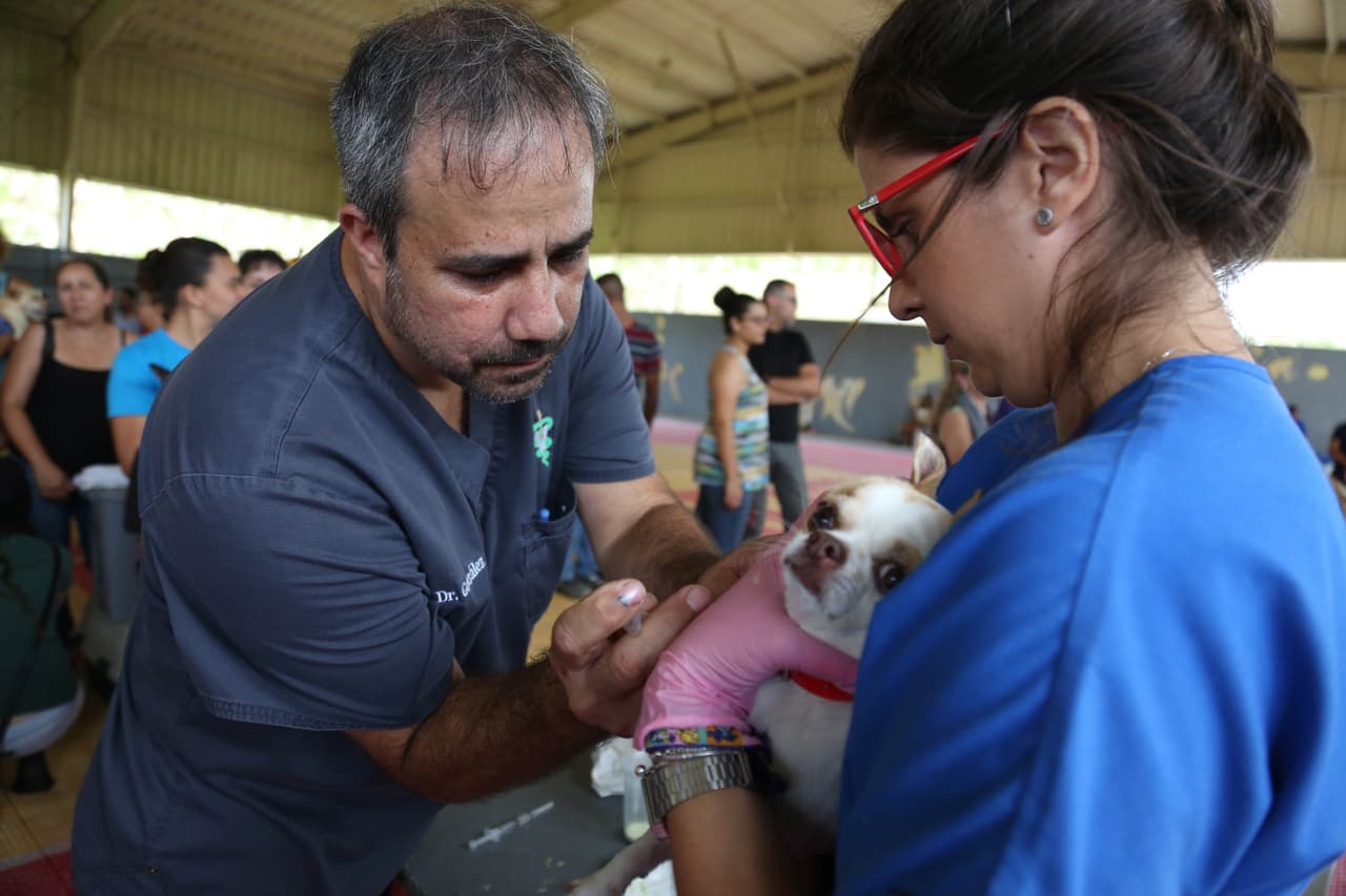 Vacunación masiva de mascotas en Puerto Rico tras dos casos positivos de leptospirosis en perros