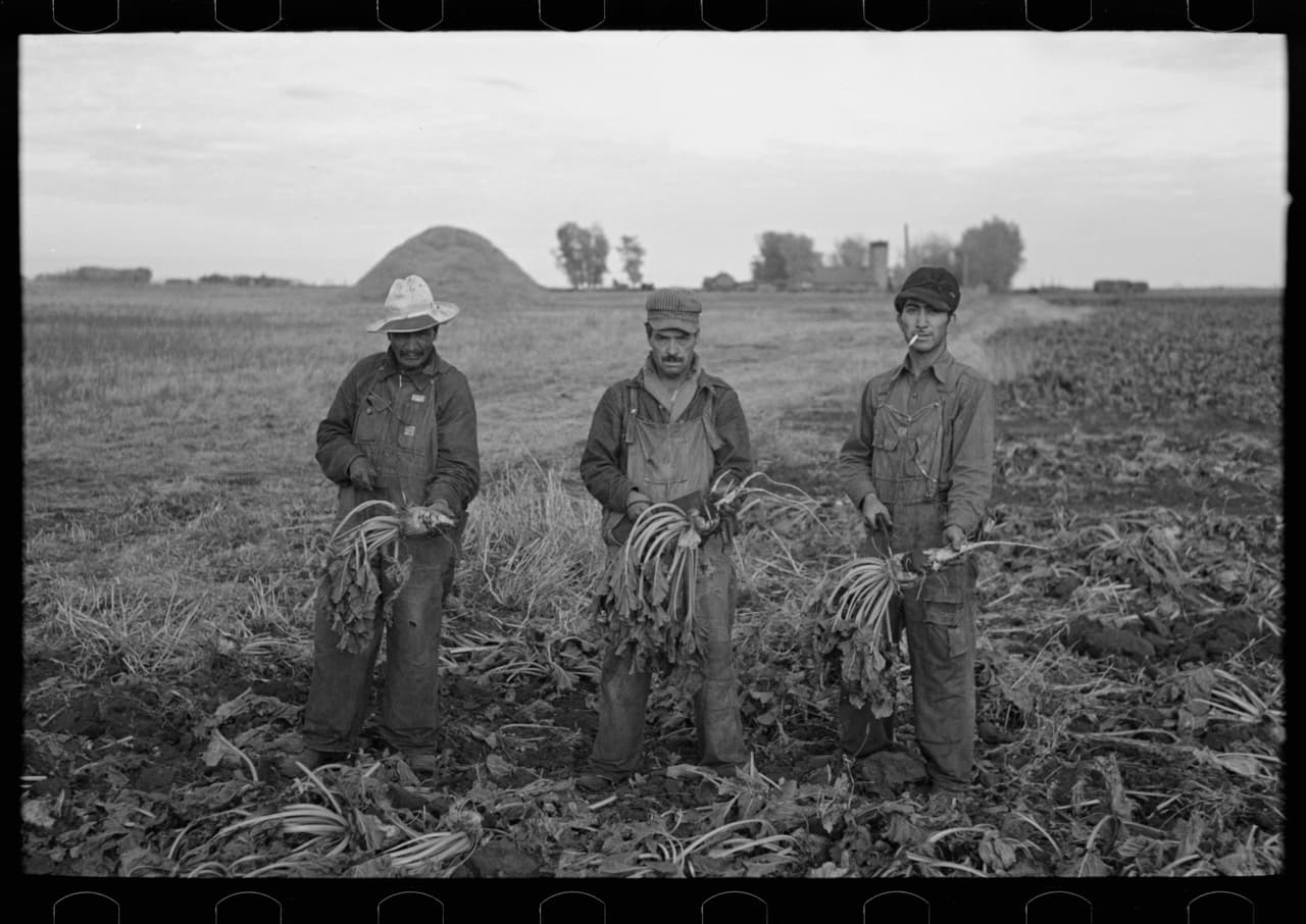 Agricultores en un campo de remolacha, Minnesota. 1937.