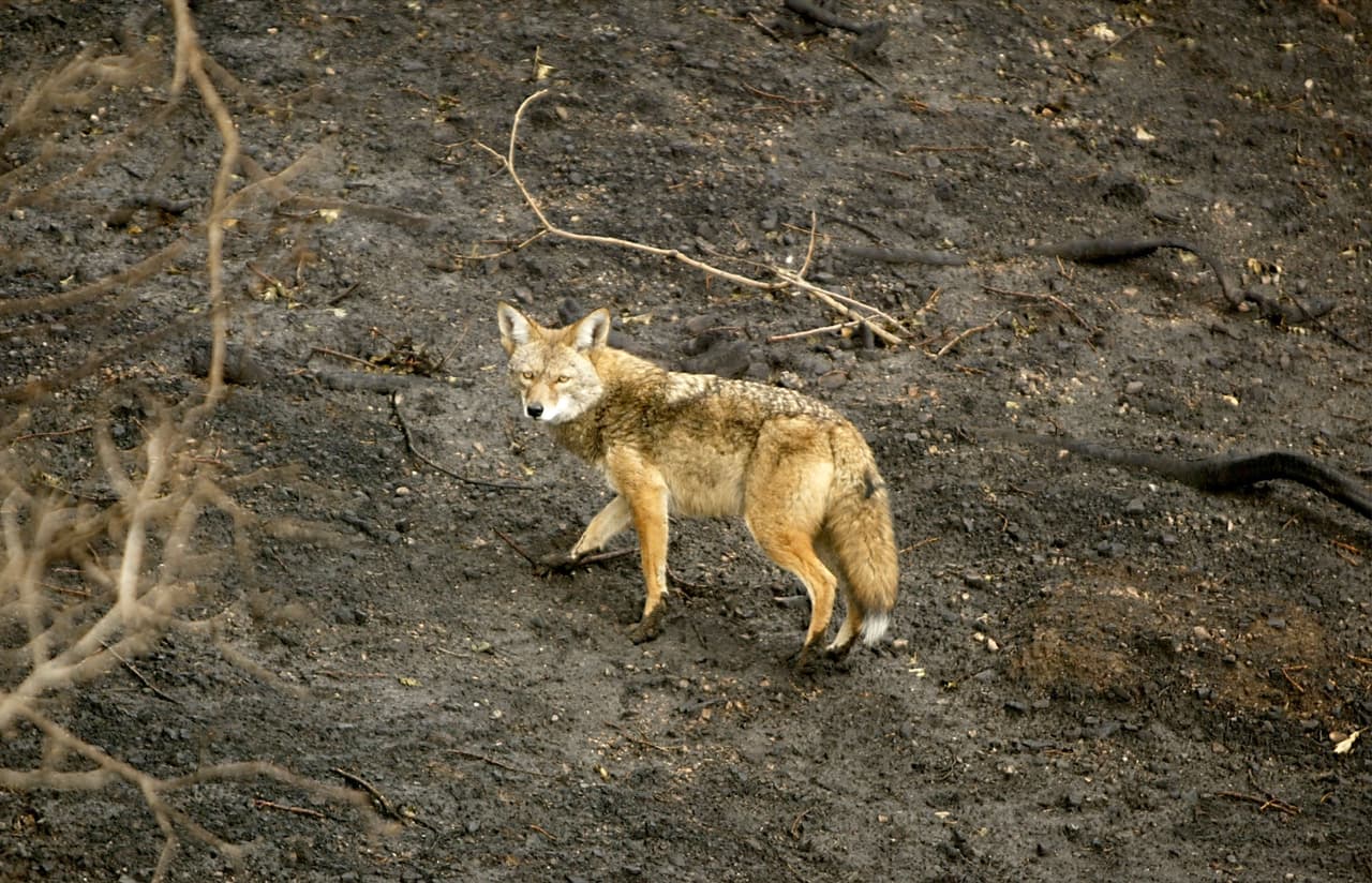 Los botes de basura deben estar seguros para que no se invite a la vida silvestre o animales salvajes a alimentarse de ellos.