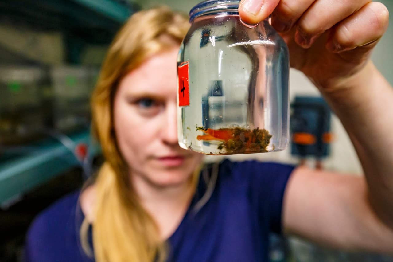 Pero la agricultura intensiva también juega un papel importante. Cuando el exceso de fertilizantes artificiales de los cultivos o el estiércol de la industria cárnica pasan de la tierra hacia los ríos y mares, alimentan a las algas y estas florecen, provocando luego el agotamiento del oxígeno a medida que se descomponen.