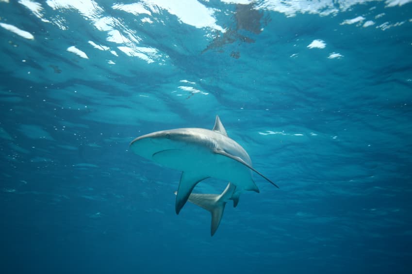 Ola de ataques de tiburón en Volusia County: Turistas y residentes en alerta máxima