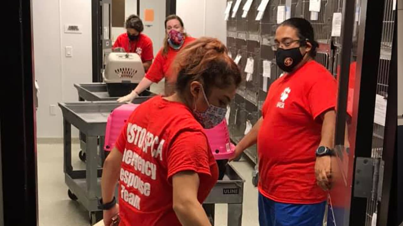 Los equipos de la Sociedad Protectora de Animales en Houston (SPCA) viajaron a Lake Charles tras el paso del
<b><a href="https://www.univision.com/temas/huracan-laura">huracán Laura</a></b>.