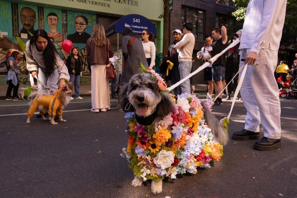 Con atuendos coloridos decenas de mascotas y sus dueños desfilaron por el East Village.
<br>