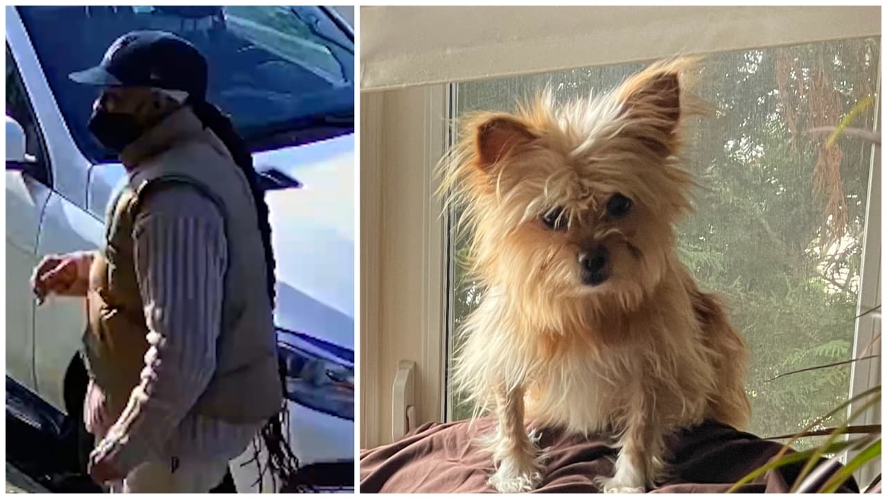 Se roban a simpático perrito a plena luz del día y detectives buscan a su presunto ladrón
